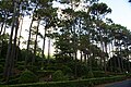 Reserva Florestal dos Mistérios de São João.]]
