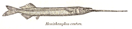 Rhynchorhamphus georgii