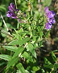 Vignette pour Scutellaria baicalensis