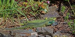 66. Platz: Michael Schroeren Neu! mit Zum ersten Mal konnte ich hier die Paarung von Westlichen Smaragdeidechsen (Lacerta bilineata) in der freien Natur beobachten. Es war ein toller Augenblick, der so schnell nicht mehr wiederkommen wird. NSG Dortebachtal/Mosel