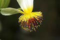 Blütenstand von Sparrmannia africana