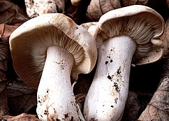 Distinction Clitocybe rivulosa : lames adnexées, séparées du pied, le sporophore est infundibuliforme Clitopilus prunulus : lames blanches décurrentes, prolongées le long du pied, sporophore pruineux Calocybe gambosa : lames adnées, sporophore convexe, pousse au printemps