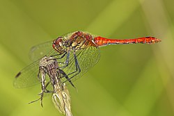 Sympetrum sanguineum LC0316.jpg