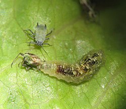 Syrphus hoverfly larva (below) feed on aphids (above), making them natural biological control agents. Syrphid.maggot3554.5.13.08cw.jpg