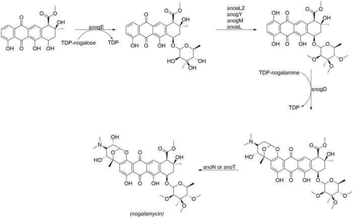 Langkah-langkah akhir yang terlibat dalam biosintesis nogalamycin.