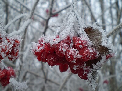 гроздь с ягодами под снегом