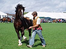 Photographie en couleur d'un homme à pied présentant un cheval, sur fond de tentes.