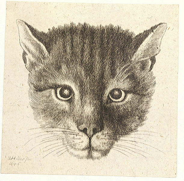File:Wenceslas Hollar - Head of a cat (small size).jpg