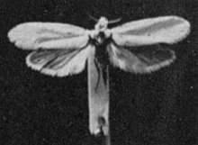 Yucca Moth.jpg