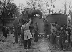 Zoo Circus director Trolle Rhodin feeding an Asian elephant, Stallmästargården, Stockholm