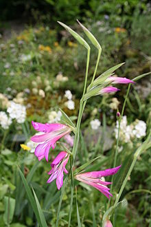 0 Gladiolus italicus - Samoëns (1).JPG