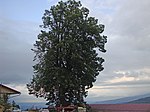 Sommerlinde (Tilia platyphyllos)