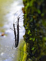 Accouplement chez H. stagnorum, Allemagne.