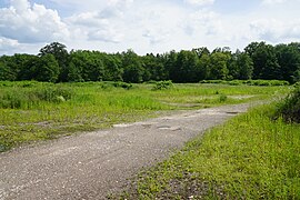 Un pâturage avec en arrière-plan la forêt.