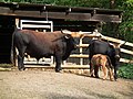 Heckrinder im Wildpark Rheingönheim