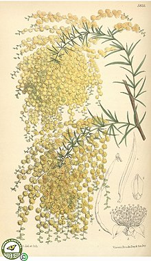 Illustration of "Acacia riceana"