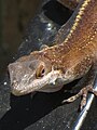 Detail of head, brown