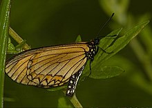 Acraea issora Arunachal Pradesh.jpg