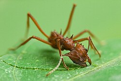 Bladsnijdersmier (Acromyrmex octospinosus) bezig met bladknippen