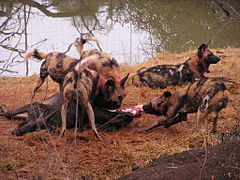 Inja yasendle yase-Afrika Lycaon pictus