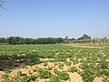 Agriculture in Sinkyun