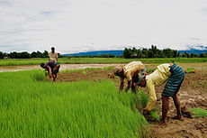 Munkások a rizsföldön