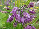 Allium cyathophorum var. farreri, described by Stearn