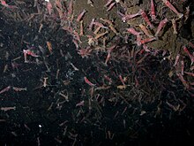 A swarm of shrimp from the genus Alvinocaris near a vent in the Pacific Ring of Fire Alvinocaris.jpg