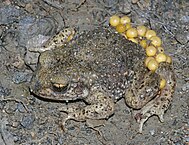 Midwife Toad with eggs