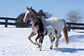 120px-Appaloosasnowcapmareandfoal.jpg