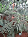 Araucaria Muelleri.Serres d'Auteuil 002.jpg