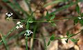 Asperula involucrata