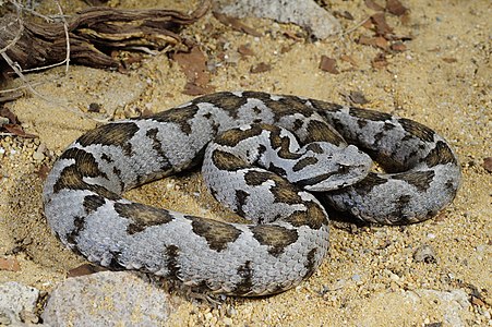 Şeritli engerek (Vipera xanthina), engerekgiller (Viperidae) familyasından sırt bölgesi genel olarak kül renginde ya da grimsi kahverengi bir engerek türü.