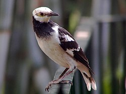 Black-collared Starling.jpg