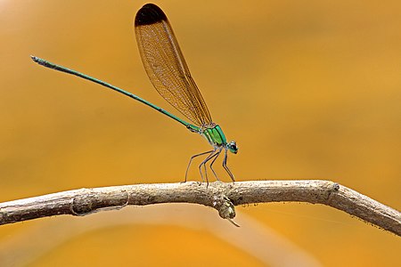 Vestalis apicalis male