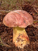 Butyriboletus brunneus