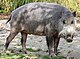 Bornean bearded pig.jpg