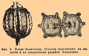 Фиг. 2. Плод болиголова (Conium maculatum) в целости и в поперечном разрезе. Увеличено.