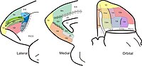 Córtex pré-frontal do macaco-prego.47 