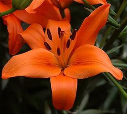 Lilium bulbiferum