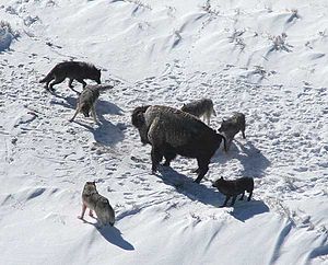 Mollies Pack Wolves Baiting a Bison