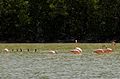 Flamingos und Kormorane