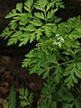 Chaerophyllum procumbens