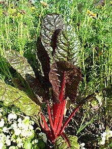 Мангольд (Beta vulgaris var cicla) .jpg