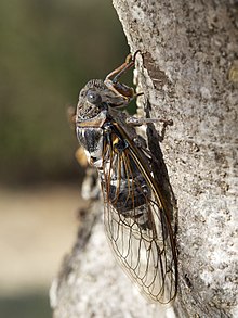 Cicadidae 2017 Koroni 08.jpg