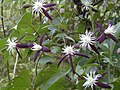 Vignette pour Clematis aromatica