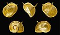 Cinco vistas da concha de Clithon diadema (Récluz, 1841), encontrada no oceano Pacífico, em Samoa.[13]