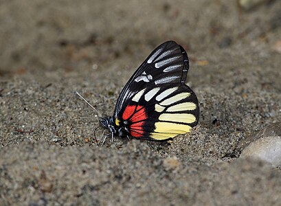 Ventral view