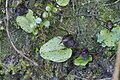 Corybas iridescens in situ with caudate dorsal sepal.