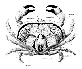 Anatomie d'un crabe.